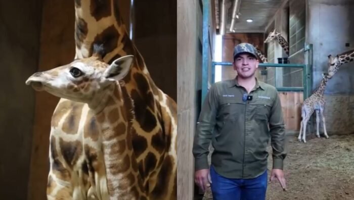 Nace jirafa en Bioparque Estrella; suman 15 ejemplares en Nuevo León