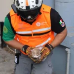 Un emotivo rescate en San Pedro revela la valentía de quienes ayudan a los animales en apuros. Conoce la conmovedora historia.