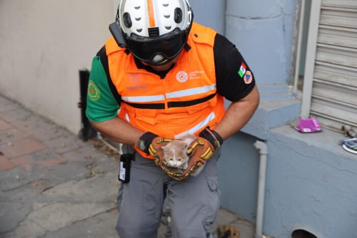 Un exitoso operativo de Protección Civil NL logra rescatar gatos atrapados en tuberías, utilizando tecnología especializada.