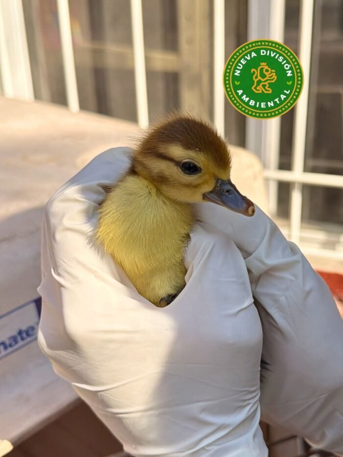 Una intervención de la División Ambiental asegura la recuperación y desarrollo de crías de patitos en el centro de Monterrey.