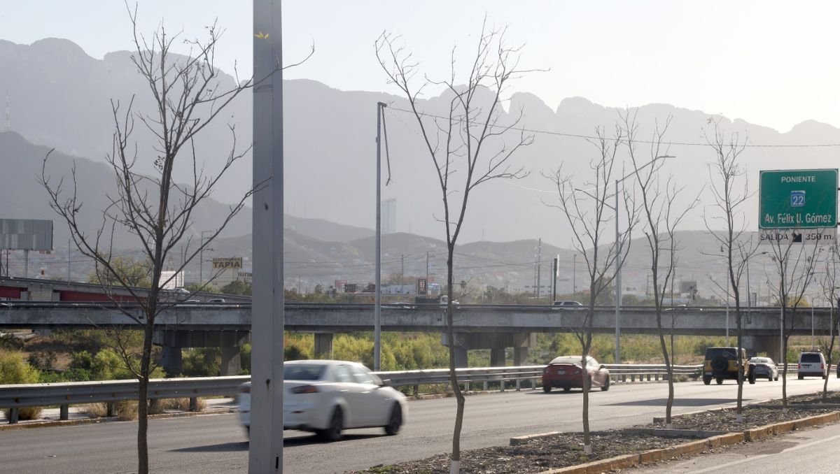 Ciudadanos reportan la muerte de árboles en Monterrey, cuestionando el uso de fondos destinados a la reforestación.