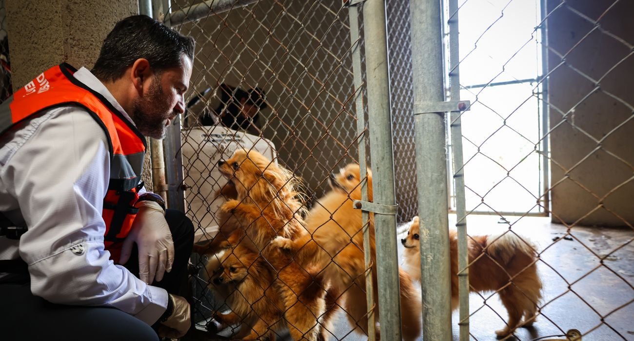 Acción de la División Ambiental rescató a perros en Juárez, mejorando su bienestar y seguridad. Conoce más sobre esta operación.