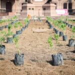 La diputada Claudia Chapa Marmolejo promueve una reforma para mejorar la transparencia en el plantado de árboles en zonas urbanas.