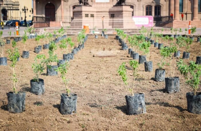 La diputada Claudia Chapa Marmolejo promueve una reforma para mejorar la transparencia en el plantado de árboles en zonas urbanas.