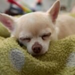 Conoce todos los detalles sobre la emocionante feria de adopción de perritos Chihuahua en Monterrey que no te puedes perder.