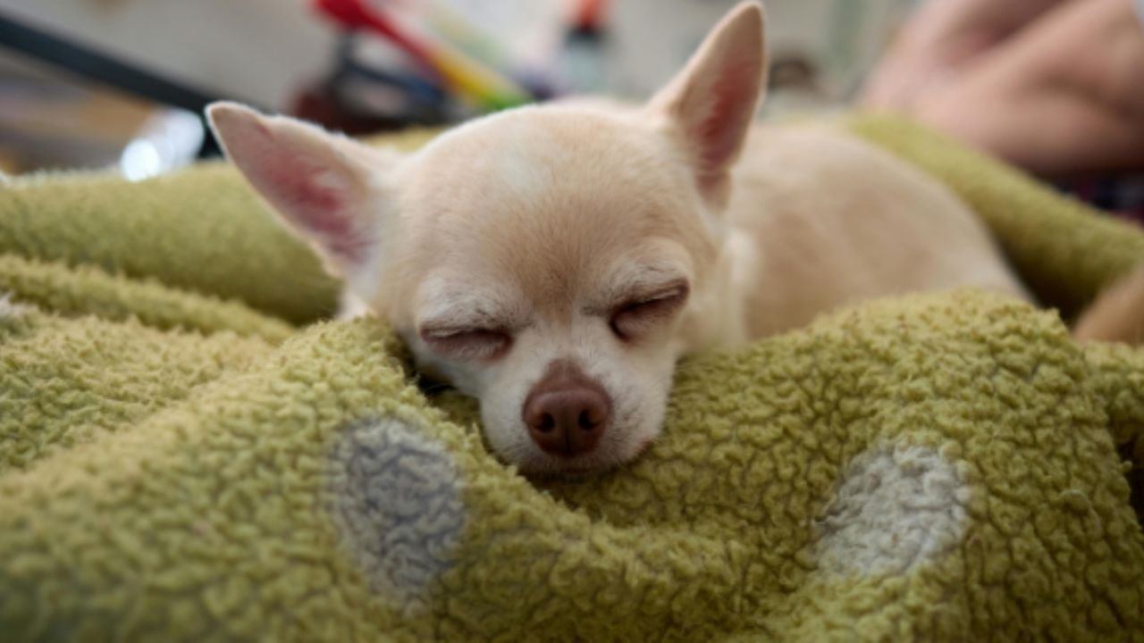 Conoce todos los detalles sobre la emocionante feria de adopción de perritos Chihuahua en Monterrey que no te puedes perder.