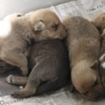 La campaña Esteriliza con amor ha logrado una cifra sin precedentes en el municipio de García, beneficiando a miles de animales.