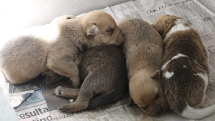 La campaña Esteriliza con amor ha logrado una cifra sin precedentes en el municipio de García, beneficiando a miles de animales.