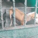 La División Ambiental de Nuevo León ha rescatado a tres perros en condiciones críticas de maltrato. Descubre todos los detalles.