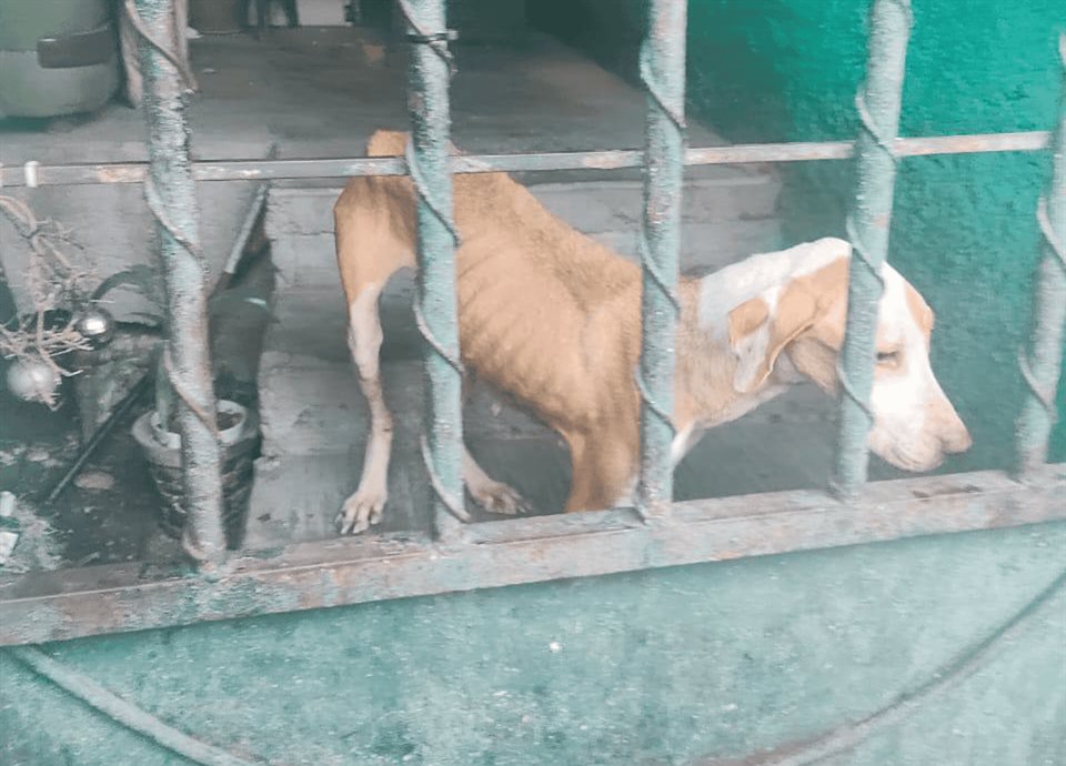 La División Ambiental de Nuevo León ha rescatado a tres perros en condiciones críticas de maltrato. Descubre todos los detalles.