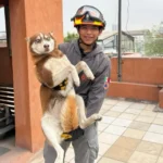 Descubre cómo un perro fue rescatado tras más de 14 horas atrapado en Monterrey, un acto conmovedor que tocó corazones.