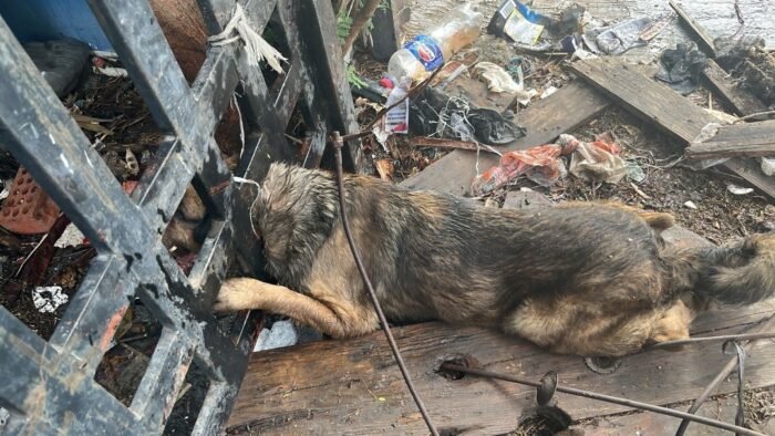 Un valiente rescate en Guadalupe liberó a Welo, un perrito que quedó atrapado en un barandal, gracias a valientes rescatistas.