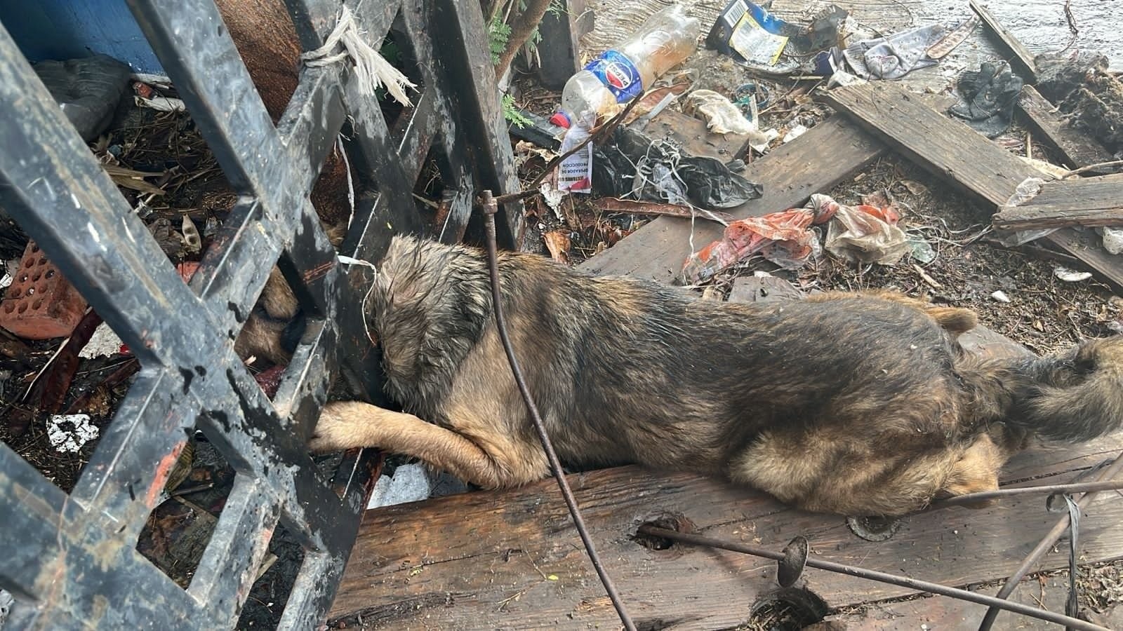 Un valiente rescate en Guadalupe liberó a Welo, un perrito que quedó atrapado en un barandal, gracias a valientes rescatistas.