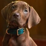 Descubre las primeras imágenes de Scooby-Doo: Orígenes, la nueva serie live action que llegará en 2027.