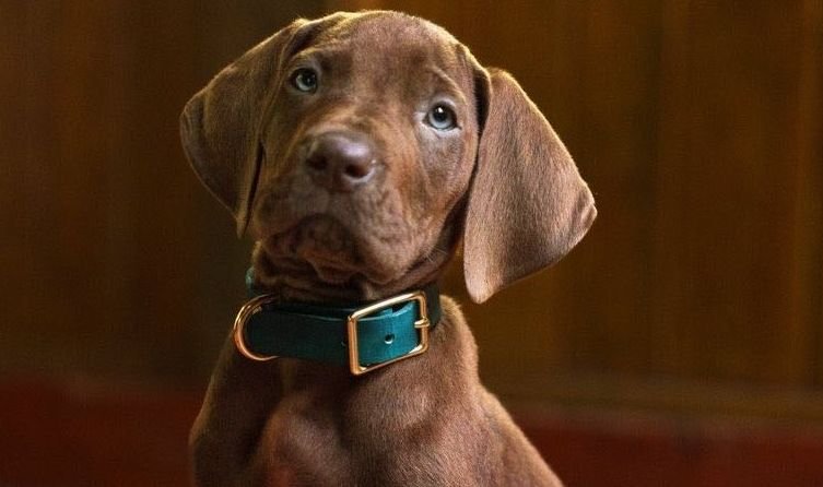 Descubre las primeras imágenes de Scooby-Doo: Orígenes, la nueva serie live action que llegará en 2027.