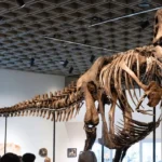 Impactante subasta del esqueleto de un T-Rex completo al 61%, influyendo en la cultura paleontológica contemporánea.