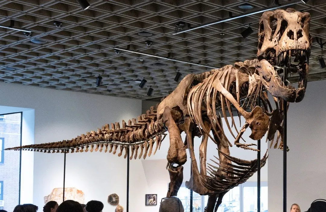 Impactante subasta del esqueleto de un T-Rex completo al 61%, influyendo en la cultura paleontológica contemporánea.