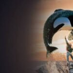 Descubre todos los detalles sobre el esperado reinicio de Liberen a Willy, la amada película de 1993.